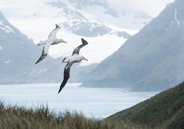 Two albatrosses flying close to snowy mountains and ocean view in the background, HD Desktop Wallpaper