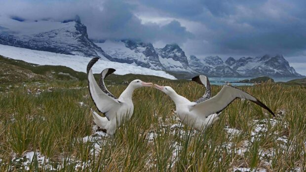 Two albatrosses spread wings amid snow and grass, HD Desktop Wallpaper