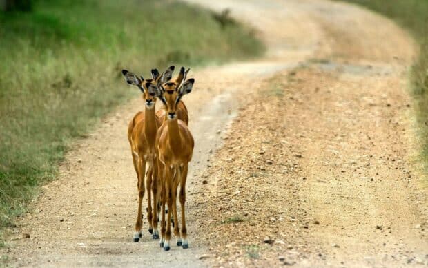 A group of antelopes walking together on a dirt path in Uganda with green grass nearby, HD Desktop Wallpaper