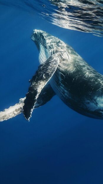 A blue whale gracefully swimming through the deep ocean water, HD Mobile Wallpaper