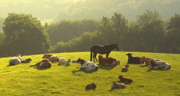 A group of farm animals resting on a sunny grassy hill with trees in the background, 2K Desktop Wallpaper