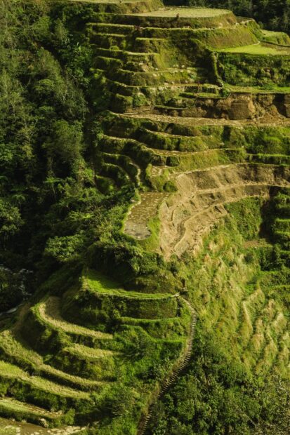 The Banaue Rice Terraces showcase layered green fields carved into the mountainside, HD Phone Wallpaper