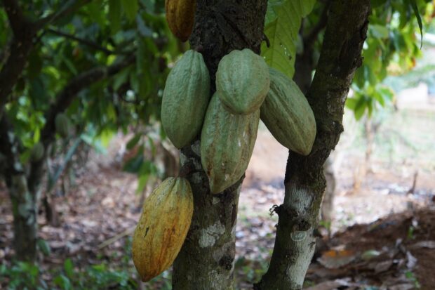 A close up of green and yellow cocoa pods growing on a tree trunk in a plantation, HD Desktop Wallpaper
