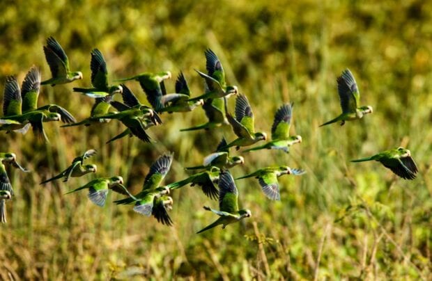 A flock of green parrots is flying over the grasslands in Pantanal Matogrossense, 2K Desktop Wallpaper