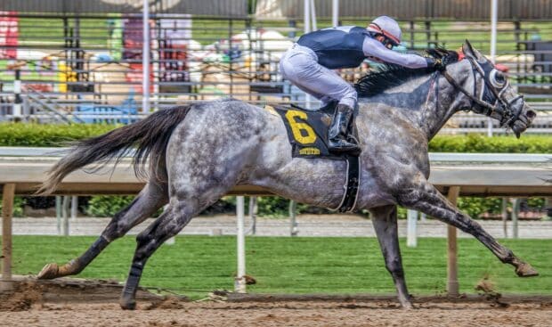 A jockey rides a grey horse racing swiftly on the track during a competitive event, HD Desktop Wallpaper