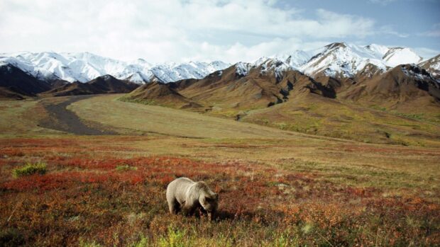 A grizzly bear grazes in a colorful tundra with snowy mountains in Denali National Park and Preserve, HD Desktop Wallpaper