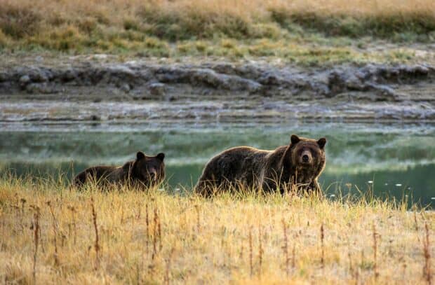 Two grizzly bears roaming the grassy area near a river in Yellowstone National Park, 2K Desktop Wallpaper