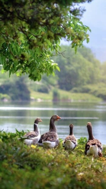 A group of farm animals standing by the water in a peaceful countryside setting, HD Phone Wallpaper