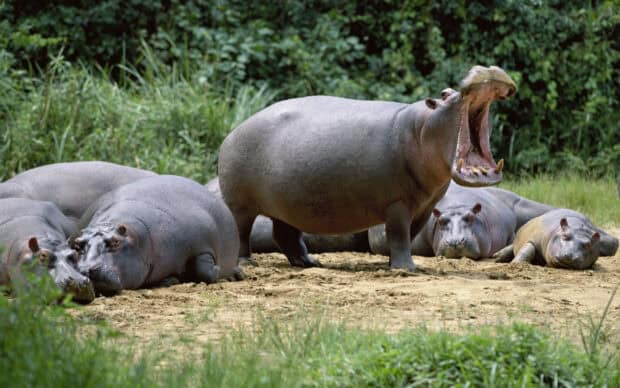 A group of hippopotamuses is resting near the riverbank with one hippo opening its mouth wide, HD Desktop Wallpaper