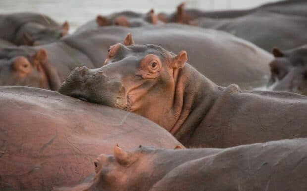 A close up view of hippopotamuses resting together in calm water, HD Desktop Wallpaper