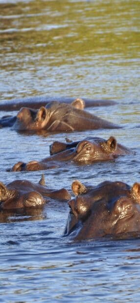 A group of hippopotamuses partially submerged in a river during the day, HD Mobile Wallpaper