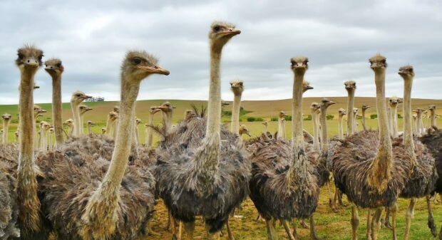 A large group of ostriches with long necks gathered closely in a grassy field under cloudy skies, 2K Desktop Wallpaper