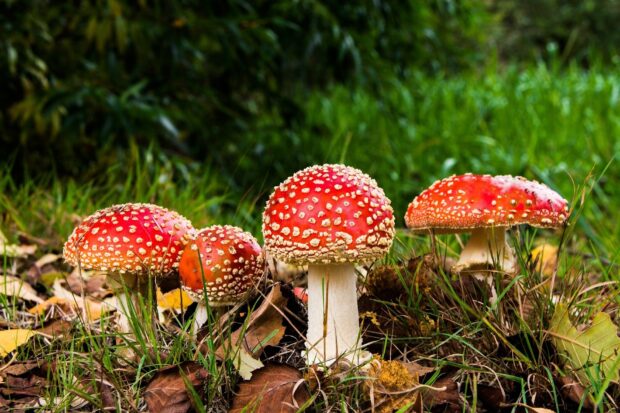 A group of red Amanita mushrooms stands among grass and fallen leaves in the forest, HD Desktop Wallpaper
