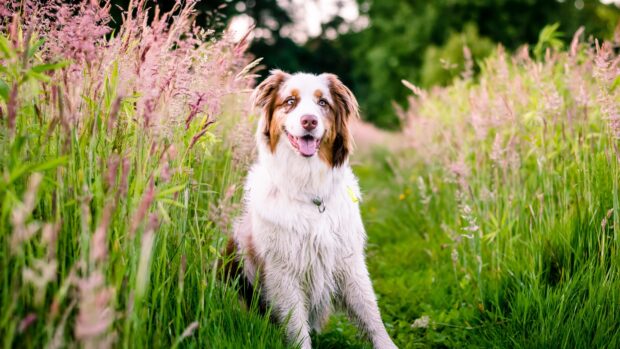 A happy Aussiedor is sitting among tall grass and pink flowers in a green meadow, 4K Desktop Wallpaper