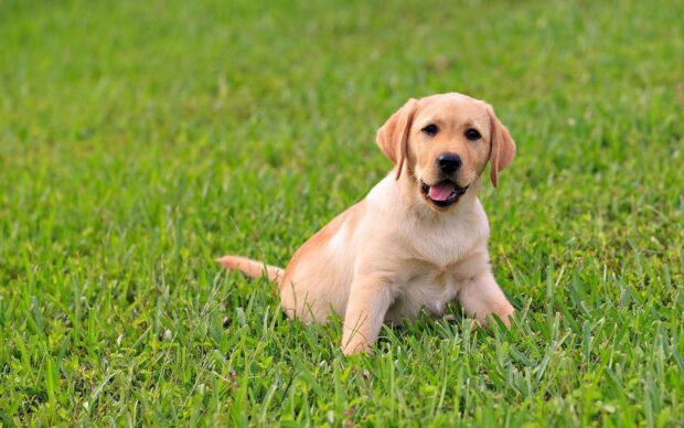 A happy Labrador puppy is sitting on the fresh green grass with a joyful expression, HD Desktop Wallpaper