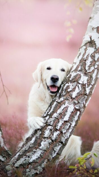 A happy Labrador resting by a tree with a soft pink background in nature, HD Phone Wallpaper