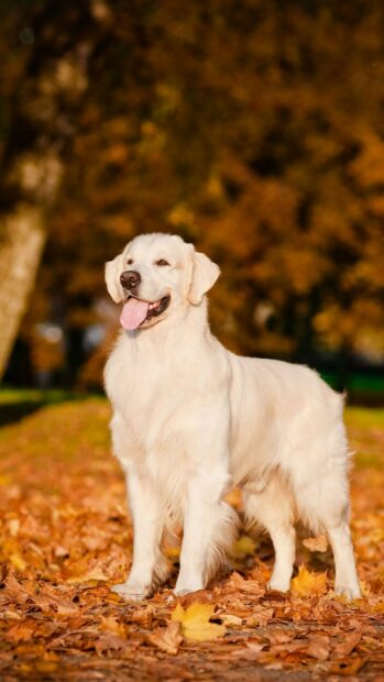 A happy Labrador stands on a bed of autumn leaves in a park, HD Phone Wallpaper