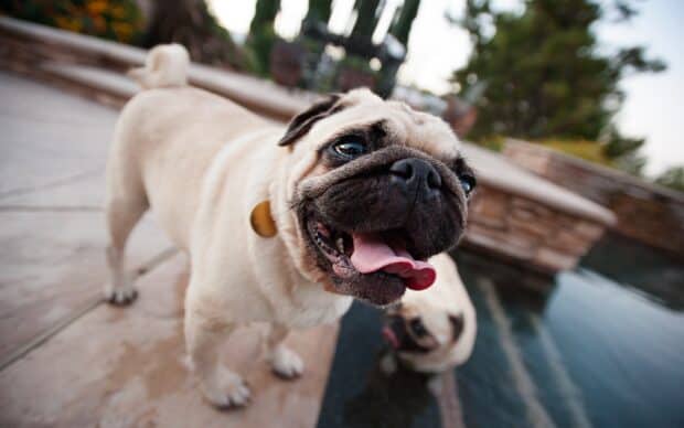 A happy pug dog with its tongue out is standing near a pool, cool girly wallpapers, 2K Desktop Wallpaper