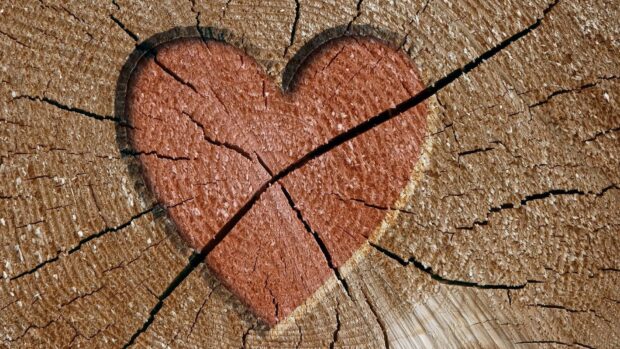 A heart shape carved into the rings of a tree trunk with visible cracks and texture, HD Desktop Wallpaper