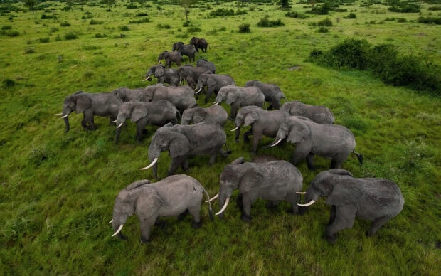 A herd of elephants walking through green grassland in Uganda Wallpapers, HD Desktop Wallpaper