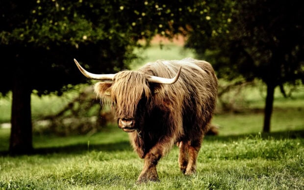 A Highland cow with long hair and large horns stands in a grassy farm field, 2K Desktop Wallpaper