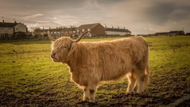 A Highland cow with long fur and large horns stands on a green farm field near houses, 4K Desktop Wallpaper