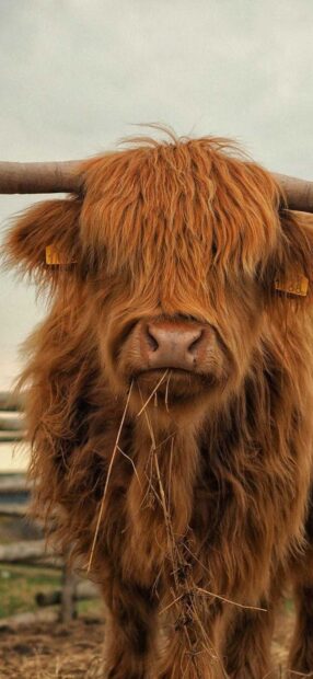 A highland cow with shaggy fur is chewing hay in a farm field, HD Phone Wallpaper