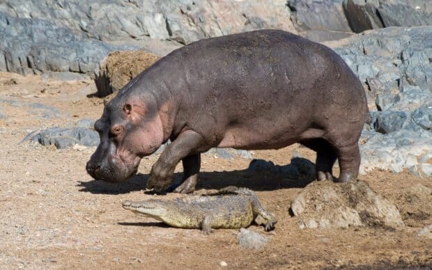 A hippopotamus is walking close to a resting crocodile on rocky ground, HD Desktop Wallpaper