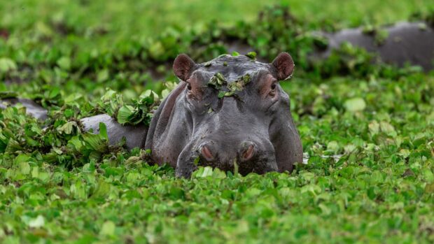A hippopotamus resting in dense green water plants, 4K Desktop Wallpaper