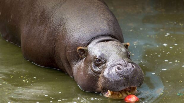 A hippopotamus is eating a red fruit while partially submerged in water, HD Desktop Wallpaper