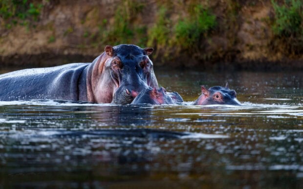 A hippopotamus mother with two calves partially submerged in a river, HD Desktop Wallpaper