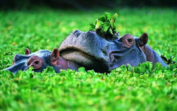 A hippopotamus is partially hidden among green water plants in a peaceful setting, HD Desktop Wallpaper