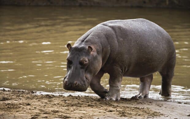 A large hippopotamus standing on the muddy riverbank looking ahead, HD Desktop Wallpaper