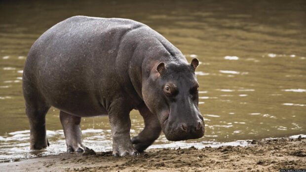 A hippopotamus walking along the muddy riverbank in natural habitat, HD Desktop Wallpaper