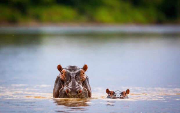 Two hippopotamuses partially submerged in a calm river with green trees in the background, HD Desktop Wallpaper