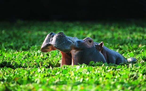A hippopotamus is partially submerged with its mouth open among green water plants, HD Desktop Wallpaper