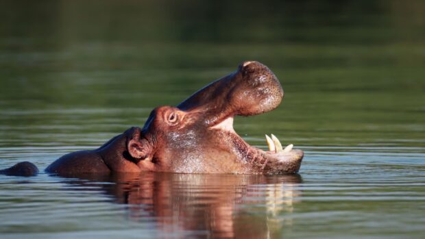 A hippopotamus yawns widely while partially submerged in calm water, HD Desktop Wallpaper