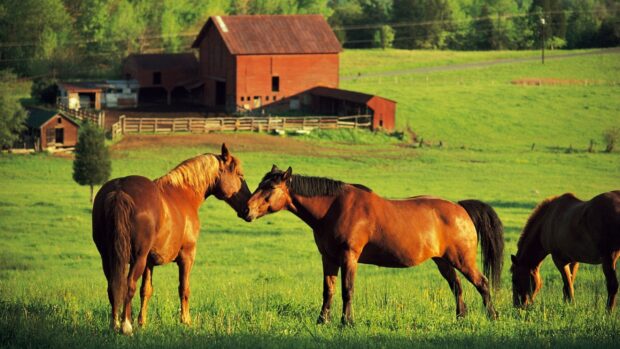 Two horses are standing and touching heads in a green field with a barn in the background, 2K Desktop Wallpaper