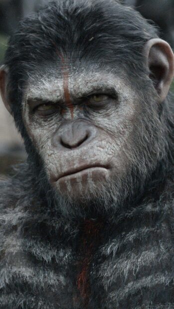 The close up shows an intense ape face from Planet Of The Apes with detailed fur and markings, HD Phone Wallpaper