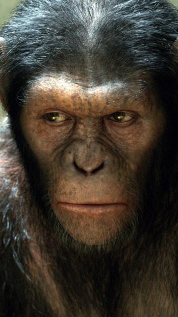A close up of a serious ape character from Planet Of The Apes looking to the side, HD Phone Wallpaper