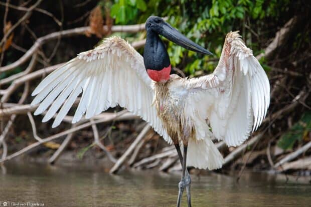 A Jabiru stork is standing with its wings spread in the Pantanal Matogrossense wetland, HD Desktop Wallpaper