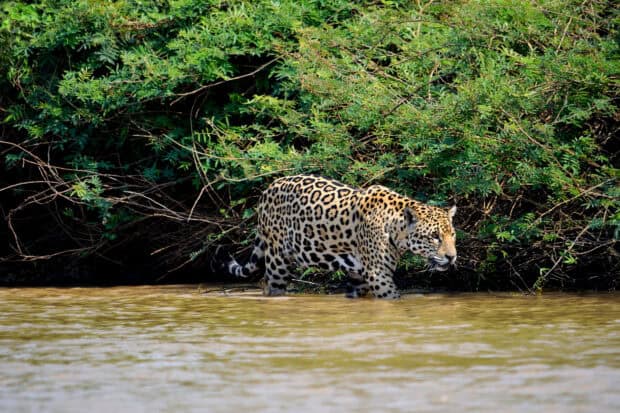 A jaguar walks through shallow water near dense green bushes in Pantanal Matogrossense, HD Desktop Wallpaper