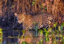 A jaguar stands in the water surrounded by plants at Pantanal Matogrossense, HD Desktop Wallpaper