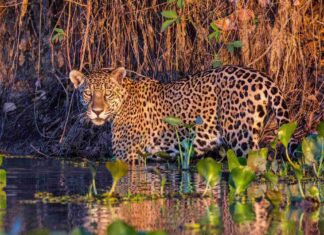 A jaguar stands in the water surrounded by plants at Pantanal Matogrossense, HD Desktop Wallpaper