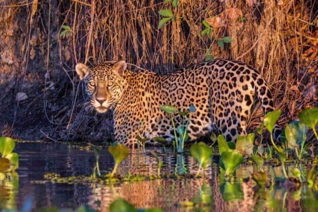 A jaguar stands in the water surrounded by plants at Pantanal Matogrossense, HD Desktop Wallpaper