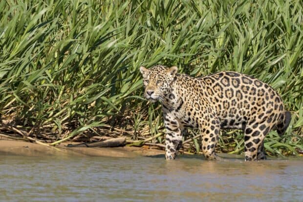 A jaguar stands partially submerged in water close to lush green grasses in Pantanal Matogrossense, HD Desktop Wallpaper