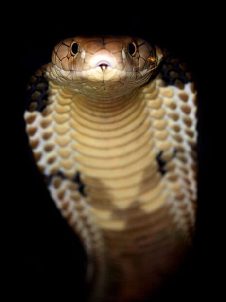 A close up view of a king cobra with detailed scales and raised hood, 2K Mobile Wallpaper