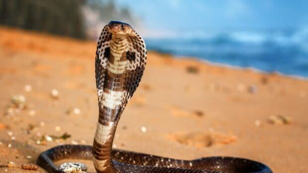 King cobra in alert pose on sandy beach near water, 2K Desktop Wallpaper