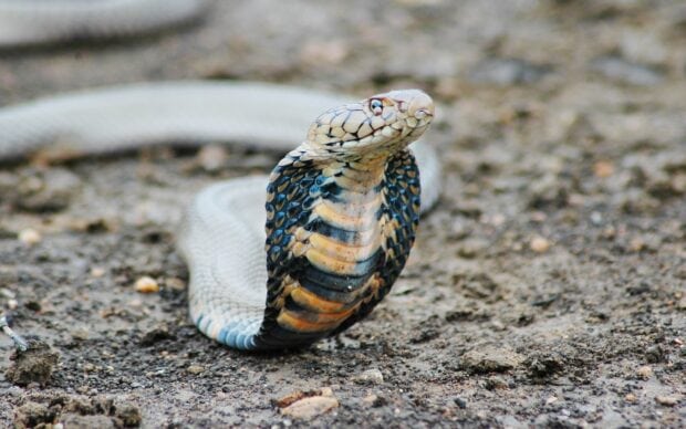A king cobra rising with a hood spread on the dirt ground ready to strike, HD Desktop Wallpaper