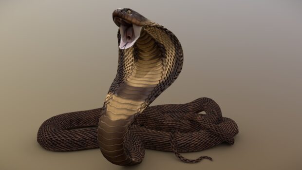 A king cobra with its hood expanded and mouth open showing its tongue, HD Desktop Wallpaper